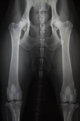 Radiographie dysplasie hanche chien rambouillet